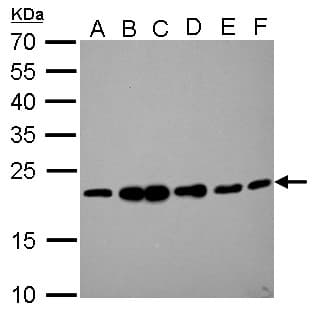 RAMP2 Antibody (aa111-175)