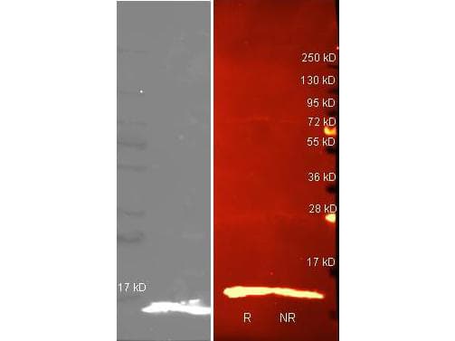 LYZ / Lysozyme Antibody