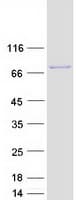 Human CUX1 / CASP Protein (Recombinant Myc-DDK (Flag))