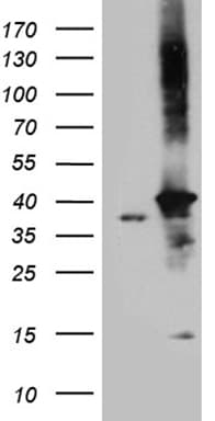 DNAJB4 Antibody (aa2-337, clone OTI2F8)