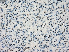 Monoclonal Mouse anti-Human IRF3 Antibody (clone OTI2G3, IHC, IF, WB)