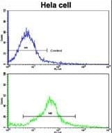 OASIS / CREB3L1 Antibody (aa481-509)