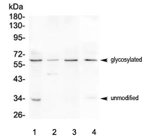 BTLA / CD272 Antibody