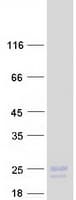 Human SCG10 / STMN2 Protein (Recombinant Myc-DDK (Flag))