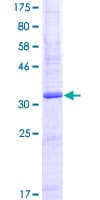 Human SLURP1 / ARS / MDM Protein (Recombinant GST)