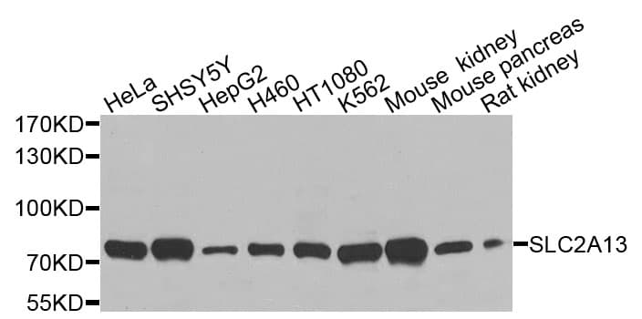 SLC2A13 / HMIT / GLUT13 Antibody