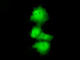 HDAC10 Antibody (clone OTI8G5)