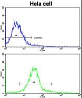 ERAS Antibody (aa13-42)