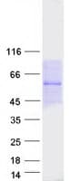 Human PELI3 / Pellino 3 Protein (Recombinant Myc-DDK (Flag))