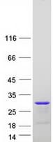 Human LIN7C / VELI3 Protein (Recombinant Myc-DDK (Flag))