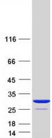 Human CRKL Protein (Recombinant Myc-DDK (Flag))