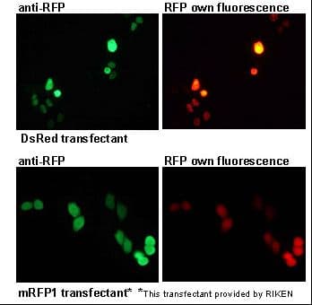 RFP / Red Fluorescent Protein Antibody (clone 8D6)
