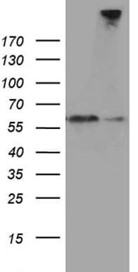 SEMA3G / Semaphorin 3G Antibody (aa569-782, clone OTI8B10)