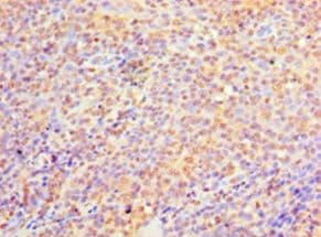 C9orf163 Antibody (aa1-203, HRP)