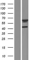 AIFM3 Protein (Over-Expression Lysate Myc-DDK (Flag))