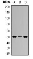 Monoclonal Mouse anti-Human TUBB1 / Tubulin Beta 1 Antibody (IHC, WB)