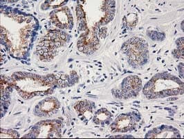 OSGEP Antibody (clone OTI8B3)