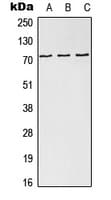 HEC1 / NDC80 Antibody (Internal)