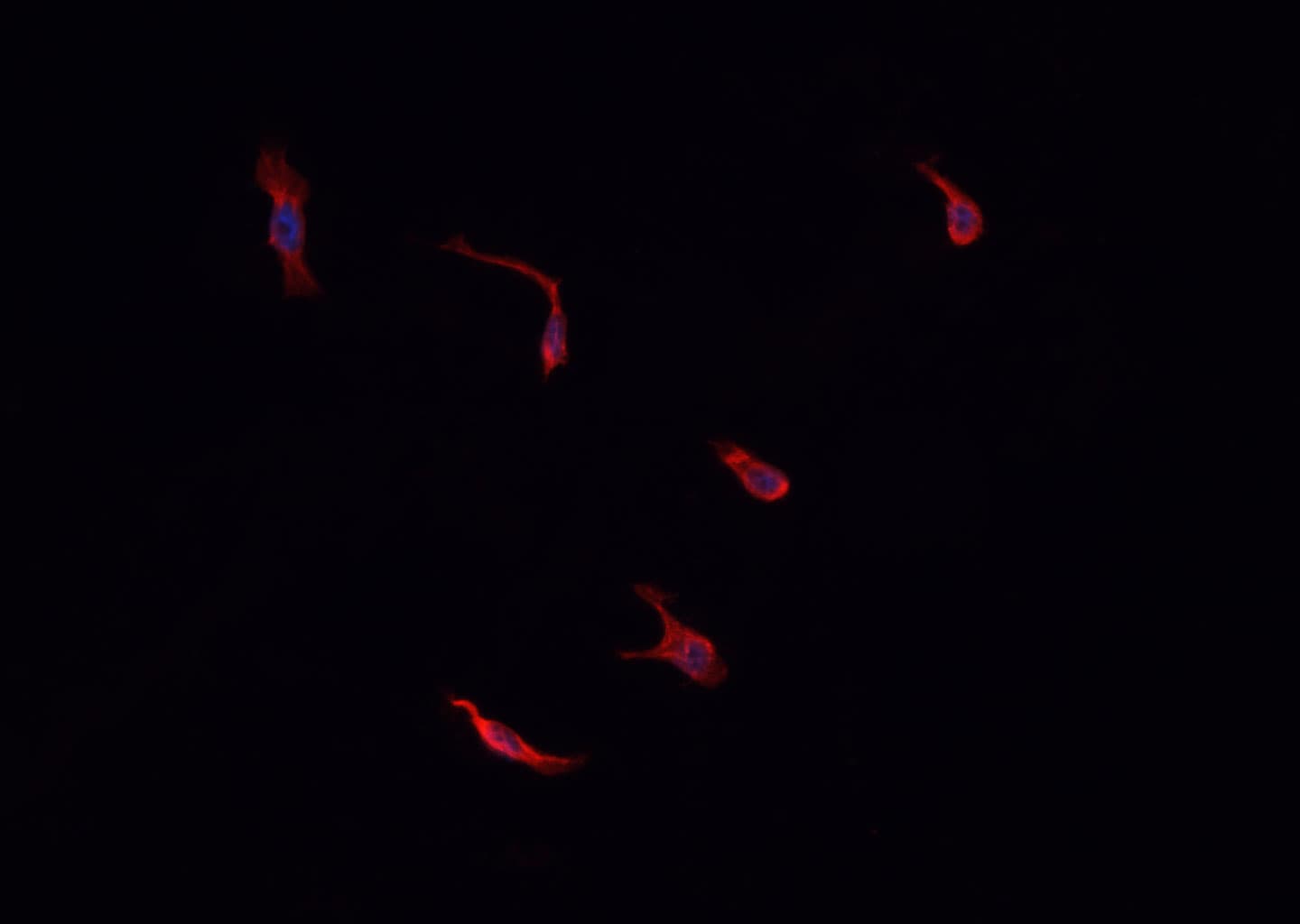 Polyclonal Rabbit anti-Human IDO1 / IDO Antibody (IHC, IF, WB)
