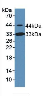 INHBB / Inhibin Beta B Antibody (aa297-411, PE)