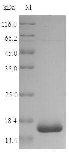 Shigella dysenteriae 60 kDa chaperonin Protein (Recombinant 10His-SUMO, N-terminus + Myc, C-terminus)