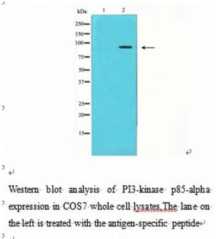 PIK3R1 / p85 Alpha Antibody