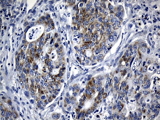 BAX Antibody (aa1-172, clone OTI3C8, Carrier-free)