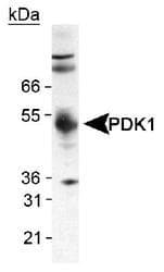 PDK1 Antibody (C-Terminus, DY488)
