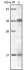IFN Gamma / Interferon Gamma Antibody (clone 1B1A4)