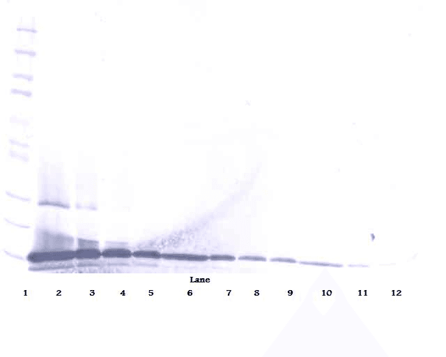 CCL28 / MEC Antibody