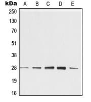 YWHAZ / 14-3-3 Zeta Antibody (Internal)