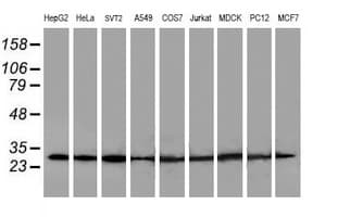 POLR2E Antibody (clone OTI3B5, Carrier-free)