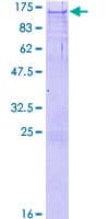 Human NBR1 Protein (Recombinant GST)