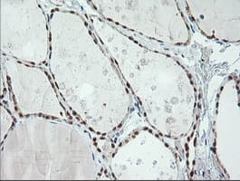 ERCC1 Antibody (clone 2.00E+12, Carrier-free)