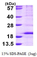 Human RPS14 / Ribosomal Protein S14 (Recombinant His)