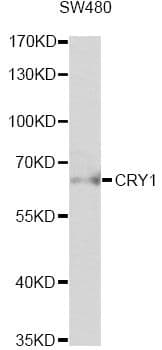 CRY1 Antibody