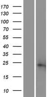 SSR2 Protein (Over-Expression Lysate Myc-DDK (Flag))