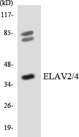 ELAV Like / ELAVL2 + ELAVL4 Antibody (aa37-86)