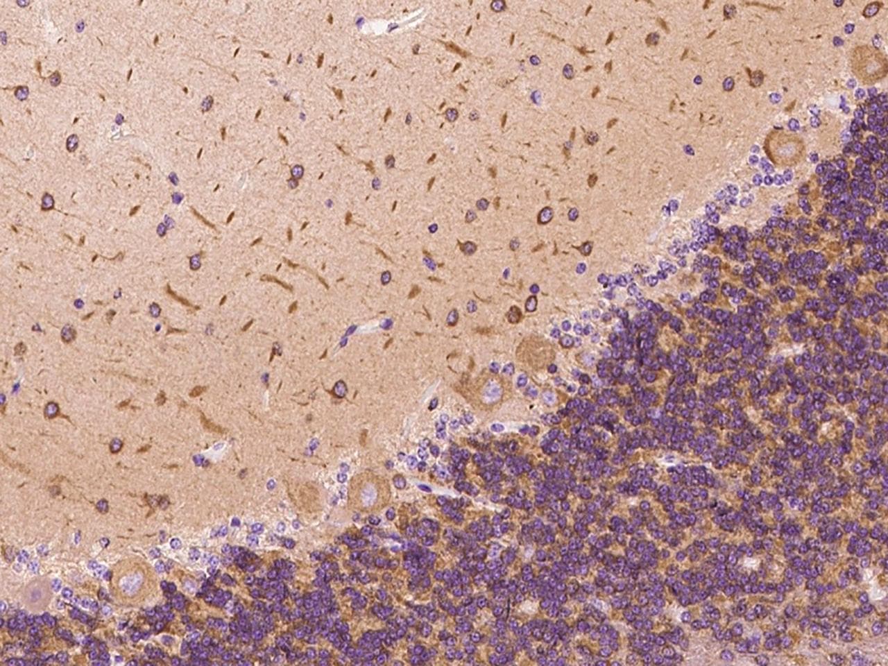 DYNC1LI1 Antibody