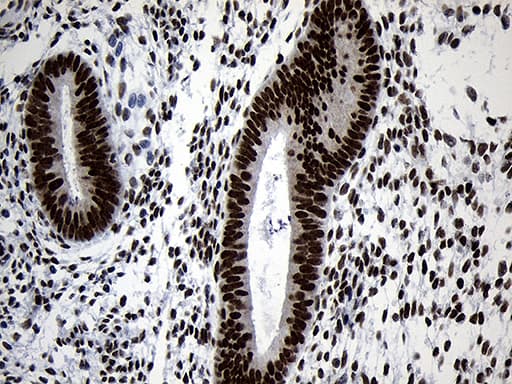 NABP1 / OBFC2A Antibody (clone OTI6B10)