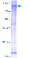 Human YY1AP1 Protein (Recombinant GST)