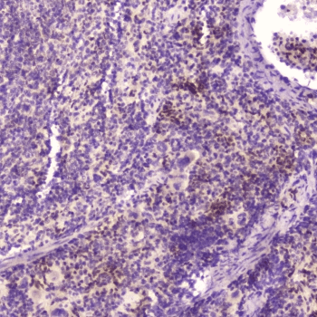 KLF4 Antibody