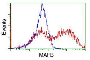 Monoclonal Mouse anti-Human MAFB Antibody (clone OTI2A6, IHC, WB)