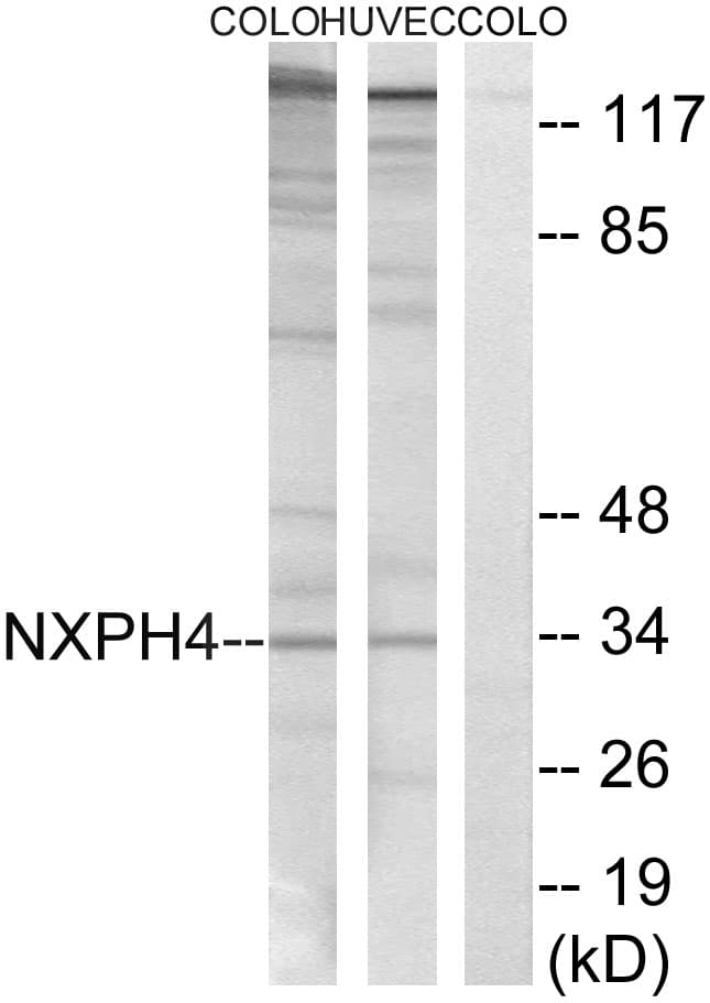 NXPH4 Antibody (aa216-265)