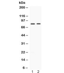 Polyclonal Rabbit anti-Human MAP3K7 / TAK1 Antibody (WB)