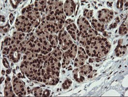 RFC2 / RFC40 Antibody (clone OTI2B2)