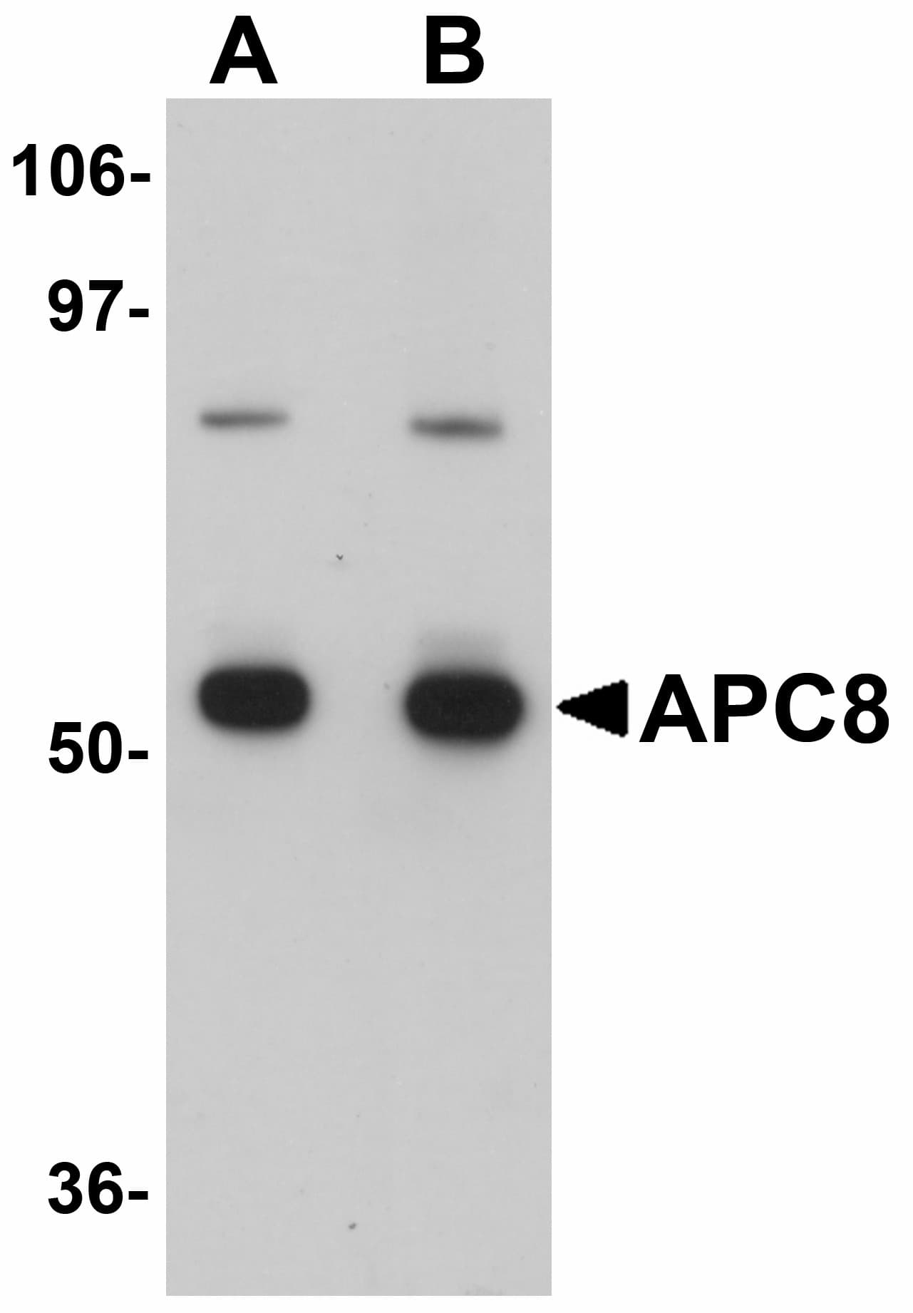 IHC-plus™ CDC23 Antibody