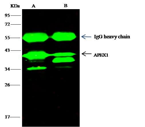 APEX1 / APE1 Antibody (Preservative Free)
