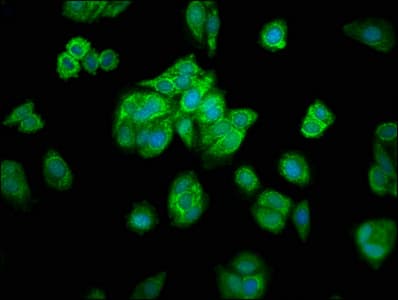 MRPL16 Antibody