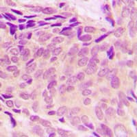 RPL37A Antibody (Internal)